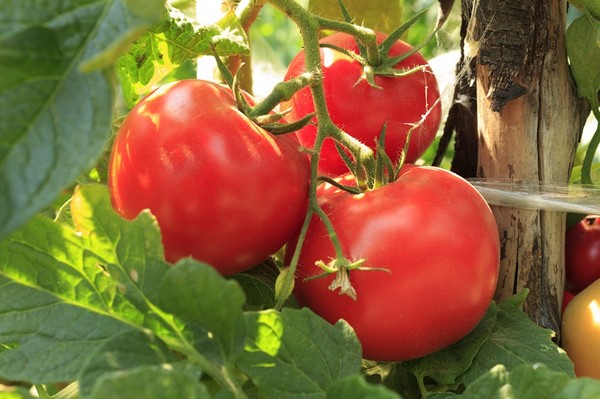Uprawa pomidorów malinowych - cenne wskazówki